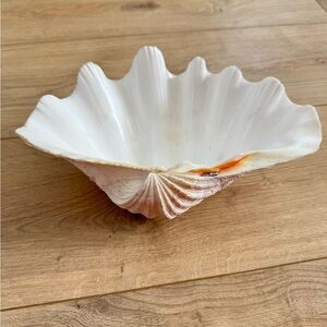 Large Genuine Ocean Giant Clam Shell Real Tridacna Gigas 11” X 7”